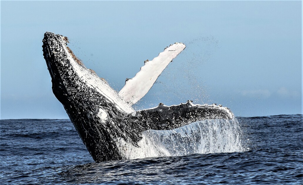Sarah Kingdom joins Marine Dynamics Big 5 Tour off the coast of Gansbaai and discovers an unforgettable sea safari.