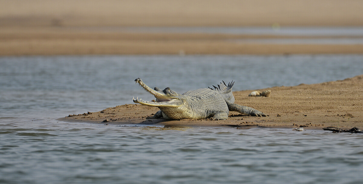 Andy Mossack explores the Chambal River Valley wilderness, a quiet corner of Uttar Pradesh just two hours from Agra.