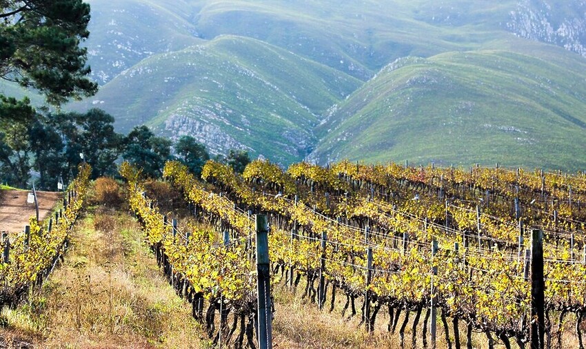 Sarah Kingdom travels to Hermanus on South Africa’s Whale Coast, and discovers a destination where breaching whales, vineyard lunches, coastal trails and boutique comfort come together in one seaside escape.