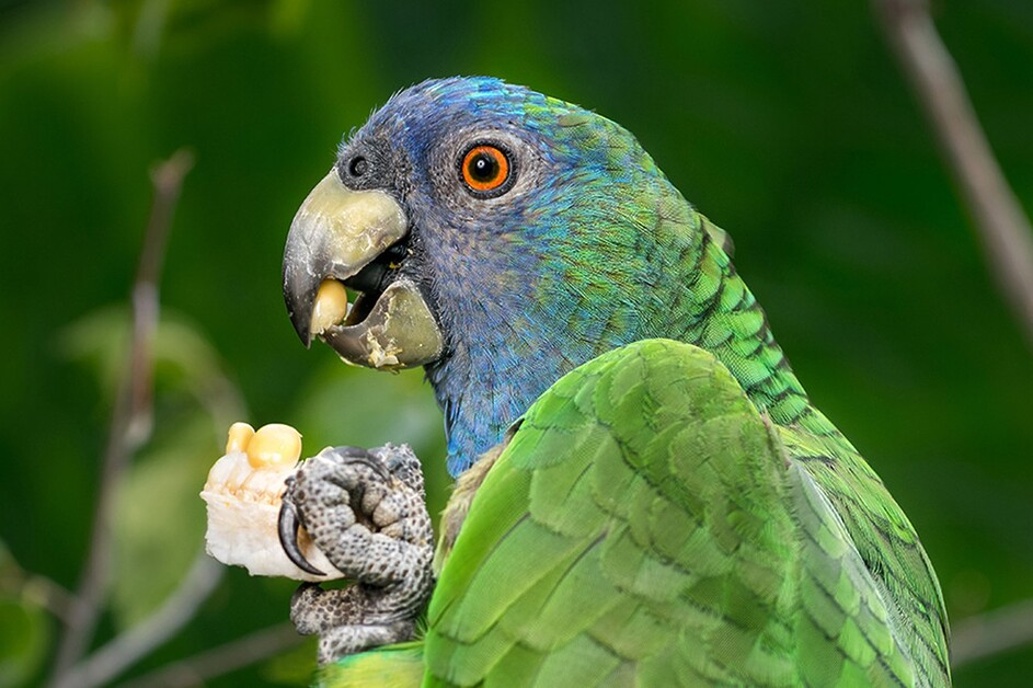Judith Baker offers her insider guide to Dominica and asks if this is the eco-tourism Caribbean capital  of 2026?