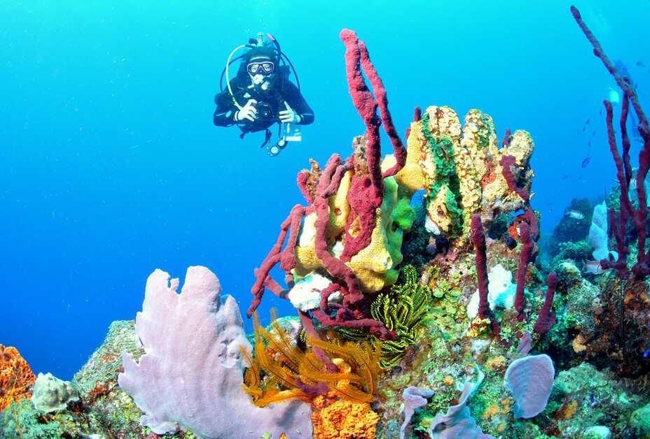 Judith Baker offers her insider guide to Dominica and asks if this is the eco-tourism Caribbean capital  of 2026?