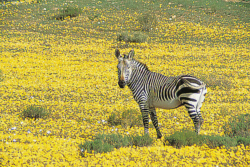 Sarah Kingdom discovers Bushmans Kloof, a wilderness and wellness retreat in the stunning Cederberg Mountains, that trades drama for beauty, serenity and history.