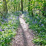 Rupert Parker goes biking and walking the Leicestershire National Forest.