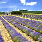 Andy Mossack travels to the sumptuous Auvergne-Rhône-Alpes to uncover lavender fields, hidden palaces, and living well beside the Rhone River.