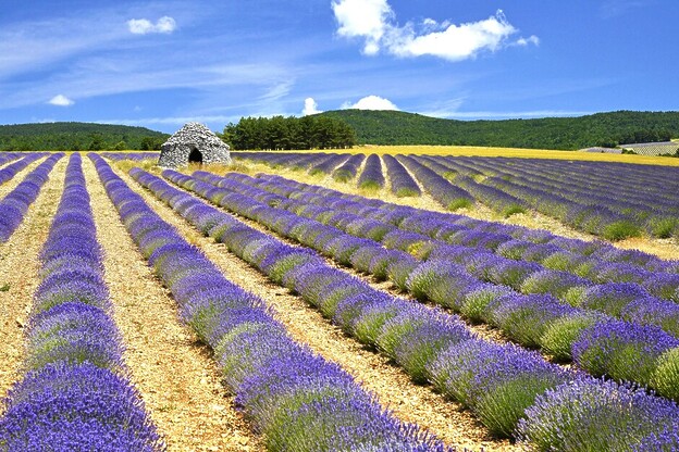 Andy Mossack travels to the sumptuous Auvergne-Rhône-Alpes to uncover lavender fields, hidden palaces, and living well beside the Rhone River.