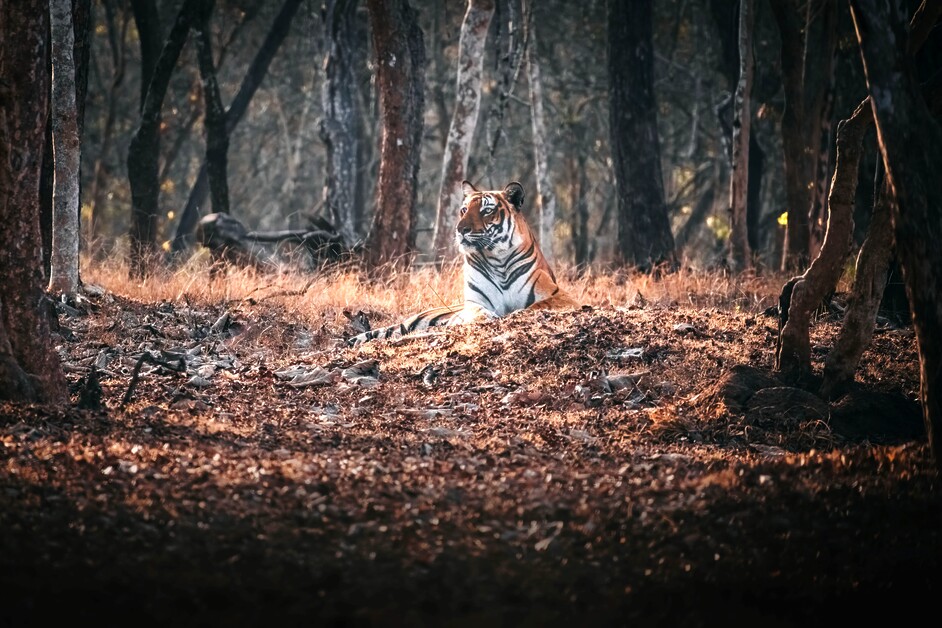 Bindu Gopal Rao discovers the Serai Resorts Kabini as a property that is the ideal way to enjoy a getaway to the Nagarhole National Park in Karnataka.