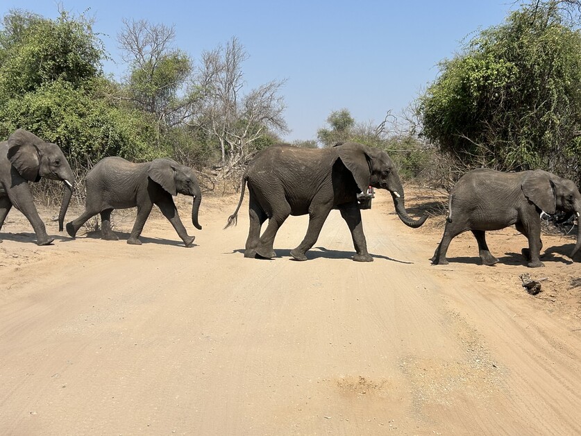 ichael Edwards sails aboard CroisiAfrica’s Safari Cruise and collects passport stamps from South Africa, Botswana, Namibia and Zimbabwe